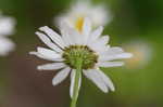 Ox-eye daisy